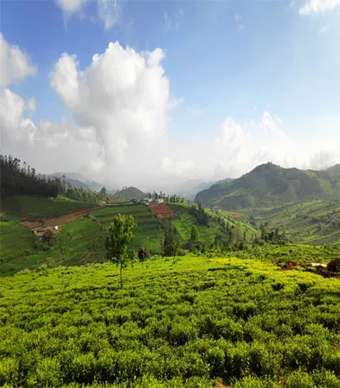 Trek to Doddabetta peak in Ooty
