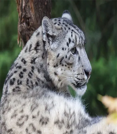 Spot snow leopards in Hemis National Park, Leh