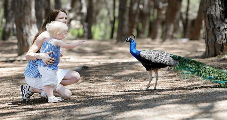 Kid playing with Peacock in National Park Image