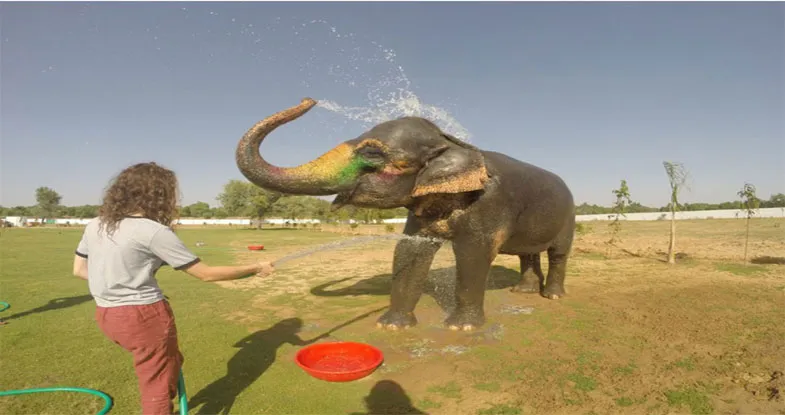 Elephant Bathing at Elefantastic, Jaipur Image