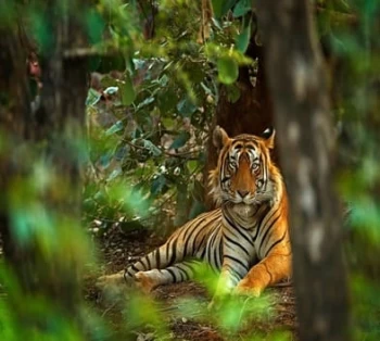 Kanha and Bandhavgarh Adventure from Delhi