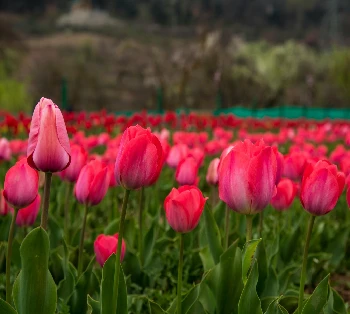 Golden Triangle Extensions